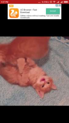 Play 1000+ Funny Cats Videos 