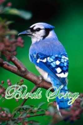 Play 3D Bird Songs Play 3D Bird Songs