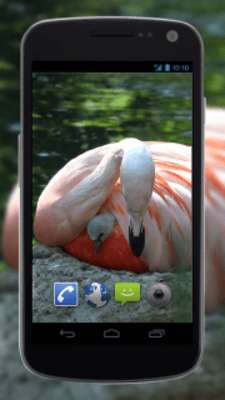 Play 4K Baby Flamingo Video Live Wallpaper Play 4K Baby Flamingo Video Live Wallpaper