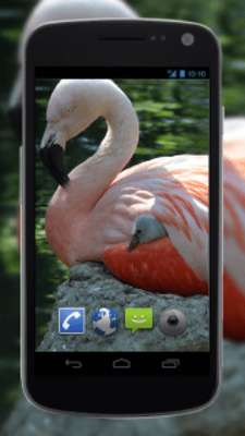 Play 4K Baby Flamingo Video Live Wallpaper Play 4K Baby Flamingo Video Live Wallpaper