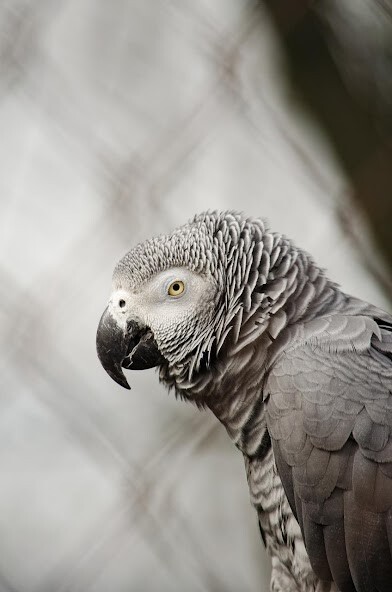 Play African grey parrot Sounds 