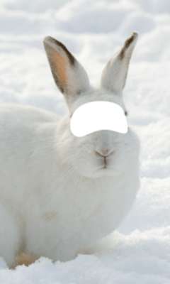 Play Animal Photo Montage Editor 
