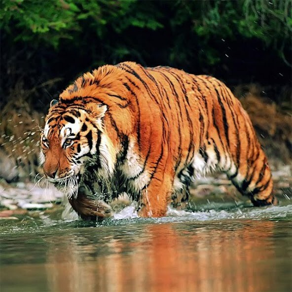 Play APK Animals Jigsaw Puzzles  and enjoy Animals Jigsaw Puzzles with UptoPlay com.foxi.studios.AnimalsJigsawPuzzles