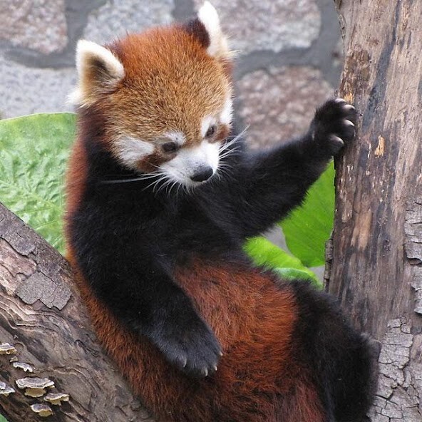 Play APK Animals Jigsaw Puzzles  and enjoy Animals Jigsaw Puzzles with UptoPlay com.foxi.studios.AnimalsJigsawPuzzles