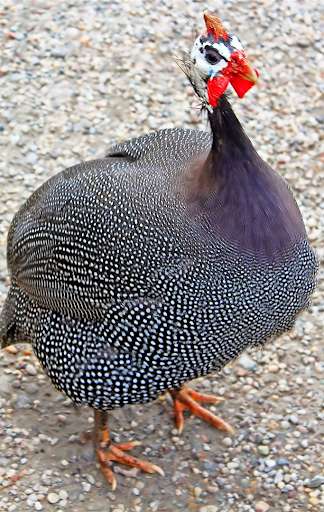 Play Appp.io - Guinea Fowl Sounds & Calls  and enjoy Appp.io - Guinea Fowl Sounds & Calls with UptoPlay
