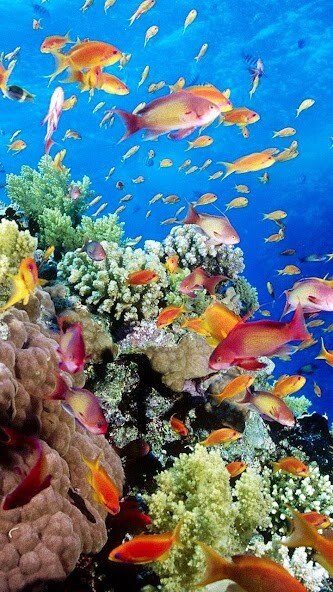 Play Aquarium Live Wallpaper 
