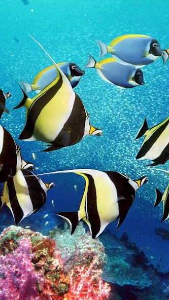 Play Aquarium Live Wallpaper 