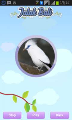 Play Bali Starling 