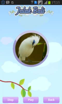 Play Bali Starling 