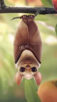 Play Bat Live Wallpapers 