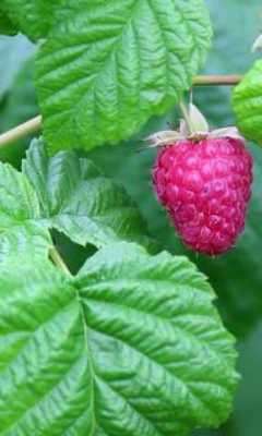 Play Berry raspberrie 