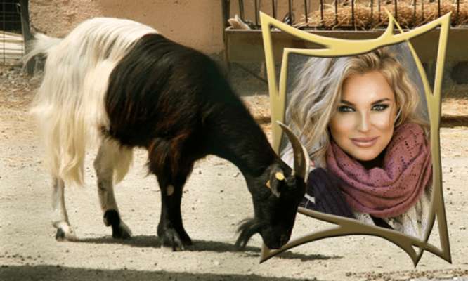 Play Best Animal Photo Editor 