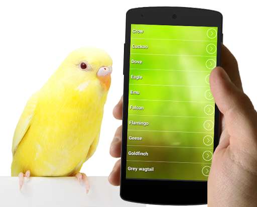 Play APK Best Bird Sounds And Ringtones  and enjoy Best Bird Sounds And Ringtones with UptoPlay bird.bestbirdsounds.birdsringtones