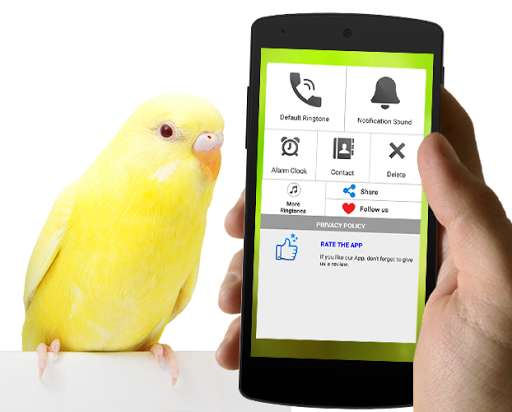 Play APK Best Bird Sounds And Ringtones  and enjoy Best Bird Sounds And Ringtones with UptoPlay bird.bestbirdsounds.birdsringtones