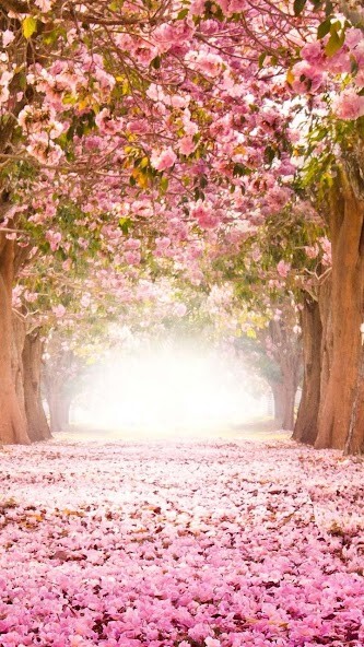 Play Best HD Wallpapers 
