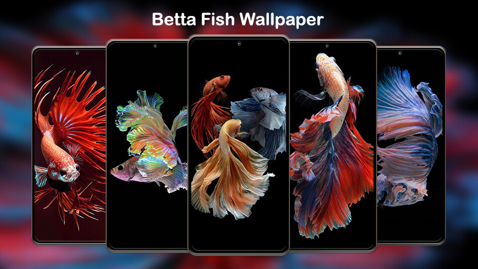 Play Betta Fish Wallpapers 