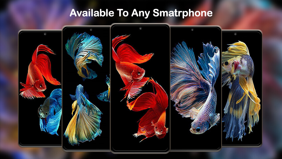 Play Betta Fish Wallpapers 