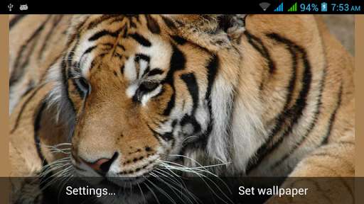 Play Big Cats Live Wallpapers 