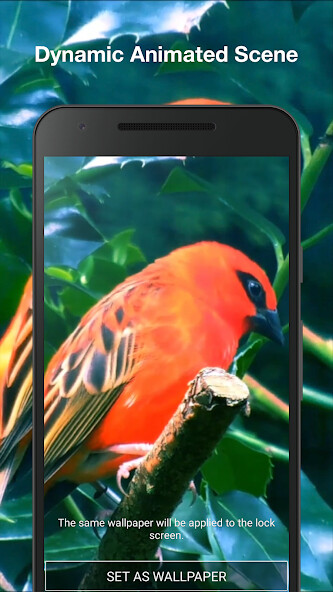 Play Birds Live Wallpaper 