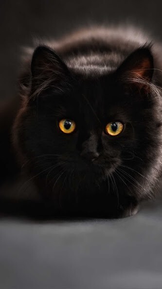 Play Black Cat Wallpaper 