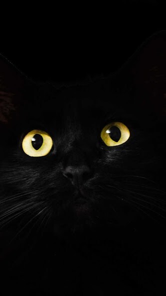 Play Black Cat Wallpaper 