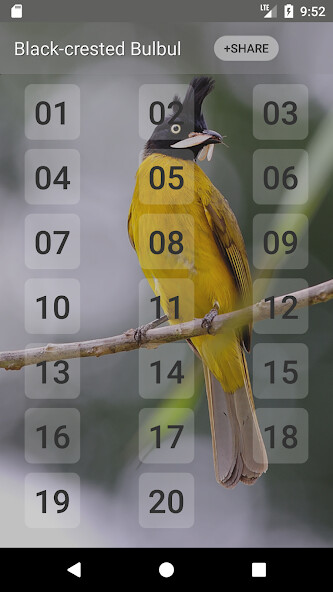Play APK Black-crested bulbul bird sounds and enjoy Black-crested bulbul bird sounds with UptoPlay com.sounds.Black_crested_Bulbul Play APK Black-crested bulbul bird sounds and enjoy Black-crested bulbul bird sounds with UptoPlay com.sounds.Black_crested_Bulbul