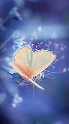Play Blue butterfly flower theme 