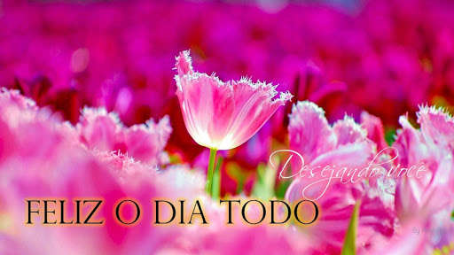 Play Bom Dia Boa Tarde & Noite Meu Amor  and enjoy Bom Dia Boa Tarde & Noite Meu Amor with UptoPlay