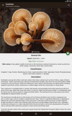 Play Book of Mushrooms PRO 