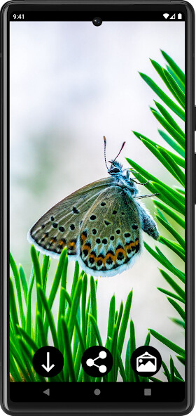 Play Butterfly Wallpapers Play Butterfly Wallpapers