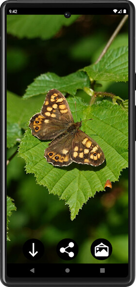 Play Butterfly Wallpapers Play Butterfly Wallpapers