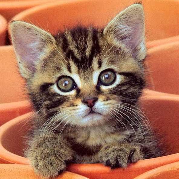 Play APK Cat Jigsaw Puzzles  and enjoy Cat Jigsaw Puzzles with UptoPlay com.yodesoft.android.game.yopuzzleCats