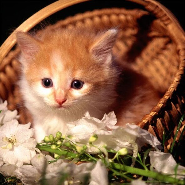 Play APK Cat Jigsaw Puzzles  and enjoy Cat Jigsaw Puzzles with UptoPlay com.yodesoft.android.game.yopuzzleCats