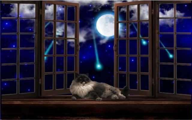 Play Cat Summer Night live wallpaper 