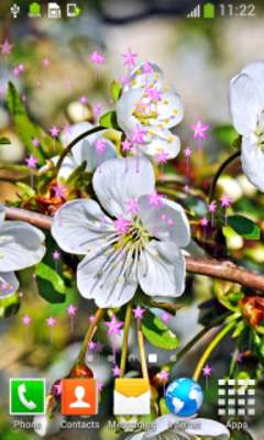 Play Cherry Blossom Live Wallpapers 