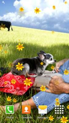 Play Chihuahuas Live Wallpapers Play Chihuahuas Live Wallpapers