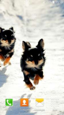 Play Chihuahuas Live Wallpapers Play Chihuahuas Live Wallpapers