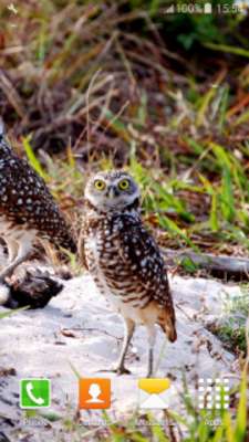 Play Cool Owl Live Wallpapers 