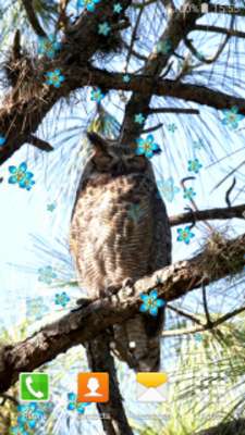 Play Cool Owl Live Wallpapers 