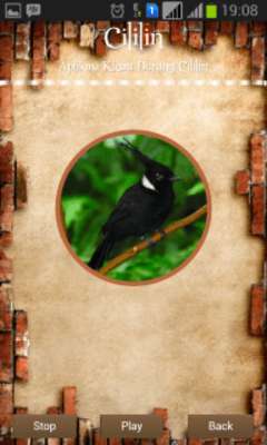 Play Crested Jay 