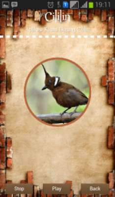 Play Crested Jay 