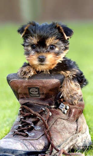 Play APK Cute dog, puppy  and enjoy Cute dog, puppy with UptoPlay pl.infinzmedia.doginshoefree