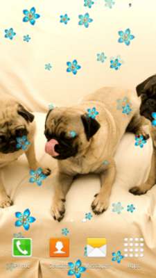 Play Cute Pugs Live Wallpapers 
