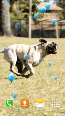 Play Cute Pugs Live Wallpapers 