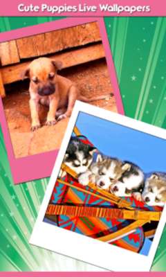 Play Cute Puppies Live Wallpapers Play Cute Puppies Live Wallpapers