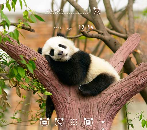 Play APK Cute Wallpaper Napping Panda Theme  and enjoy Cute Wallpaper Napping Panda Theme with UptoPlay jp.co.a_tm.android.plus_ohirune_panda