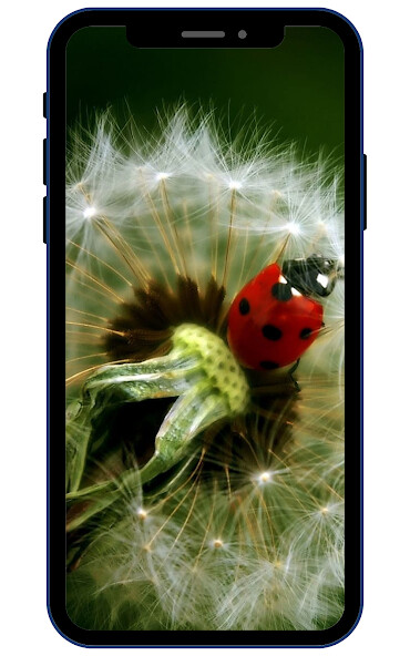 Play Dandelion Wallpaper 