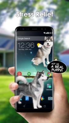 Play Dog on Screen Simulated Play Dog on Screen Simulated