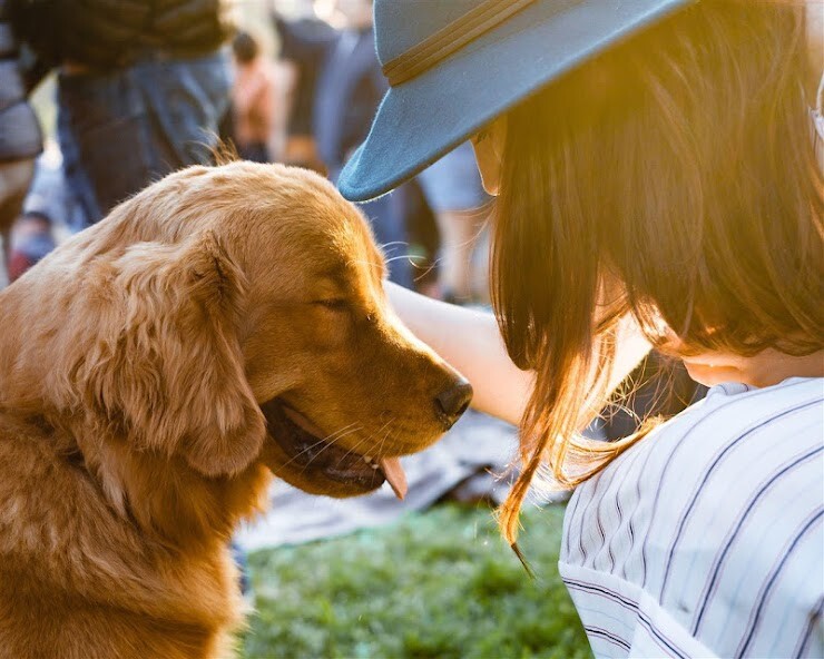 Play Dogs Jigsaw Puzzles 