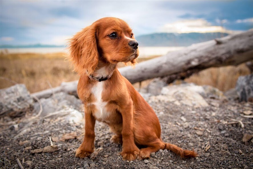 Play Dogs Jigsaw Puzzles 